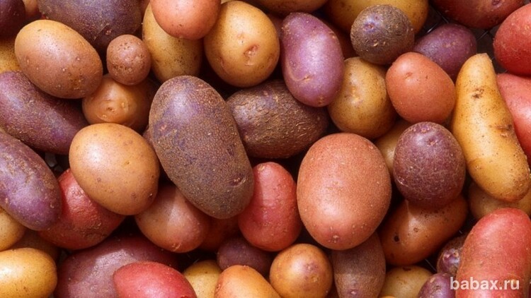 Как хранить картошку на балконе