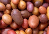 Как хранить картошку на балконе