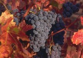 Как сделать вино из винограда Изабелла