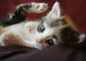 Как вывести блох у котенка в домашних условиях