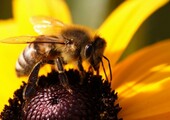 Как живут пчелы