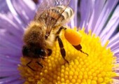 Лечение пчелиной пыльцой